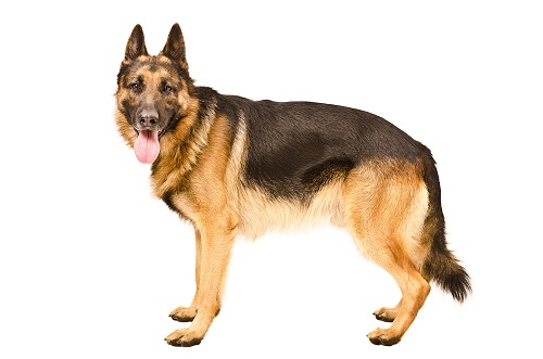 11. German Shepherd