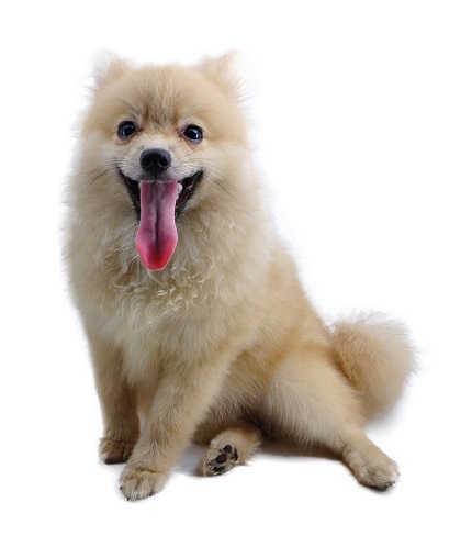 4. Pomeranian