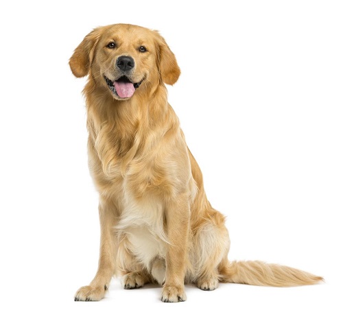 6. Golden Retriever