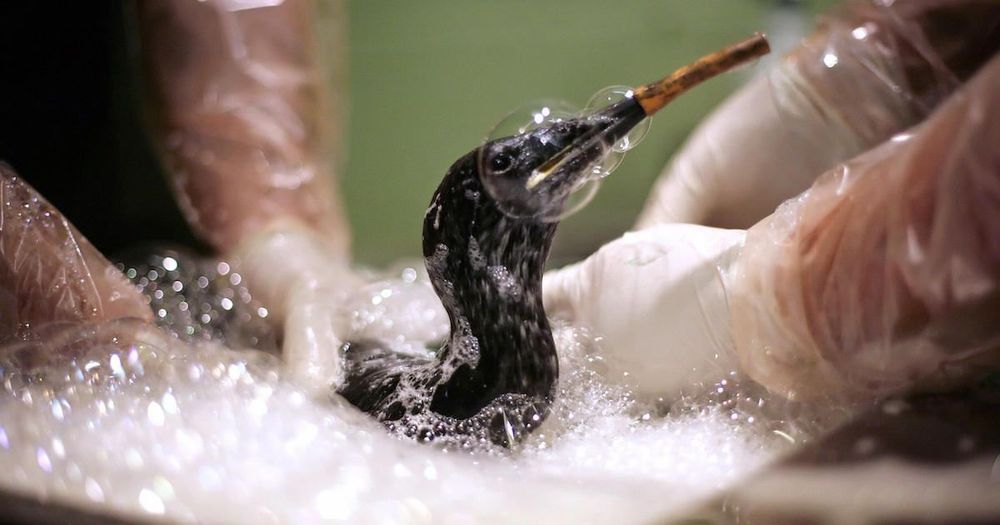 Save Wildlife After an Oil Spill