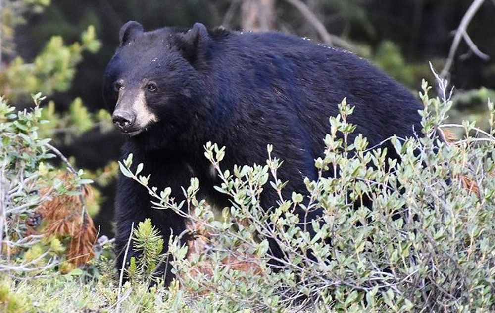 Kentucky - Black Bears