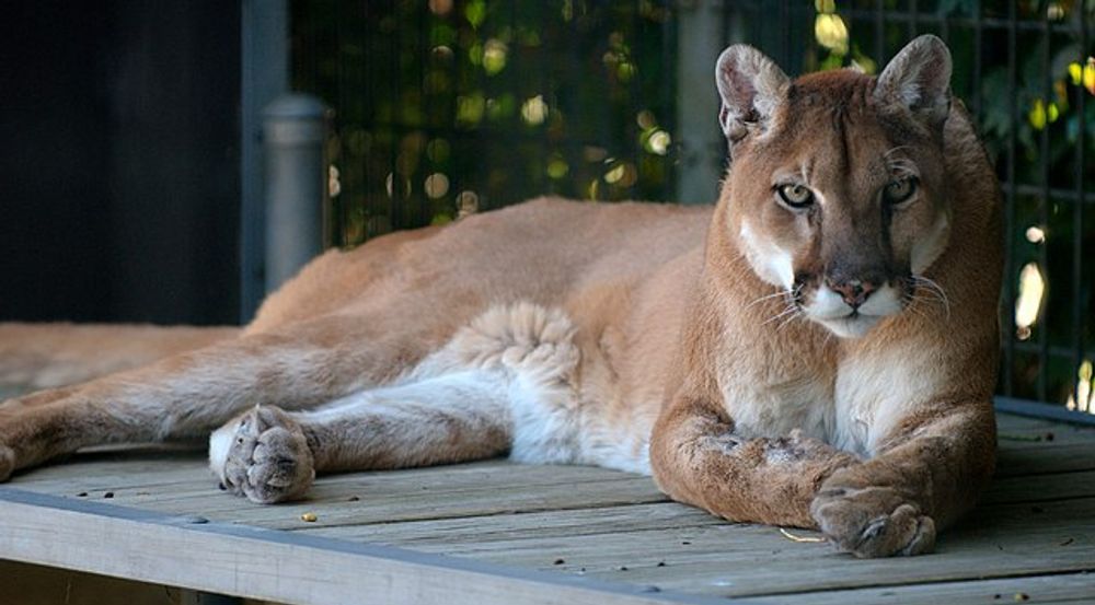 Colorado - Cougars