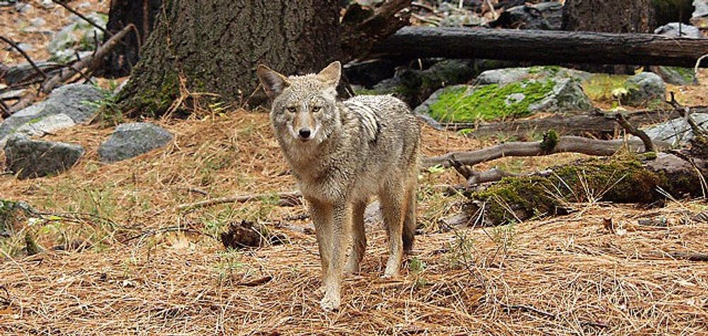 Illinois - Zombie Coyotes