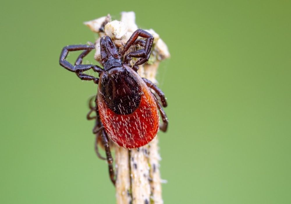 Vermont - Deer Ticks