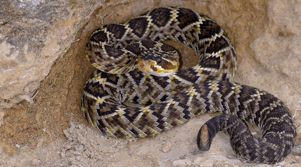 California - Rattlesnake