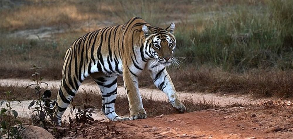 Oklahoma - Tigers