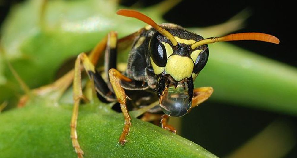 South Carolina - Wasps