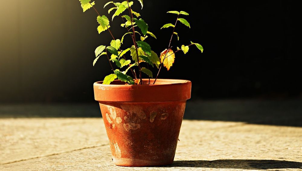 Store Your Toilet Plunger in a Flower Pot