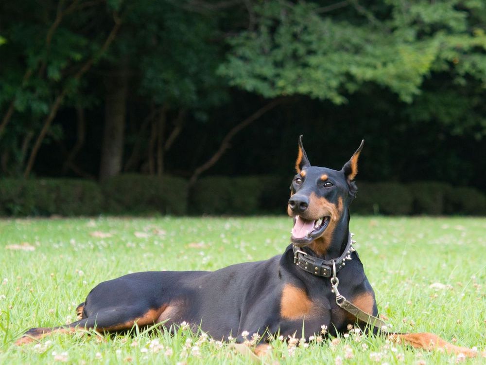 Doberman Pinscher