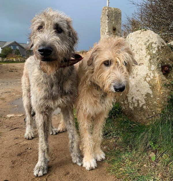 Irish Wolfhound