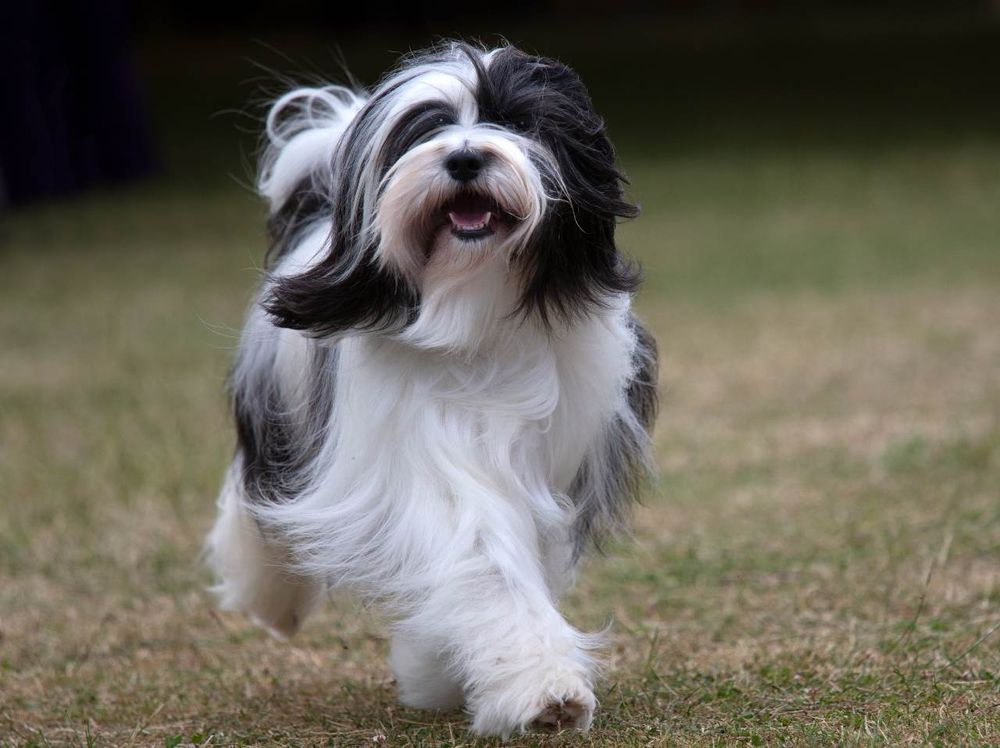 Tibetan Terrier