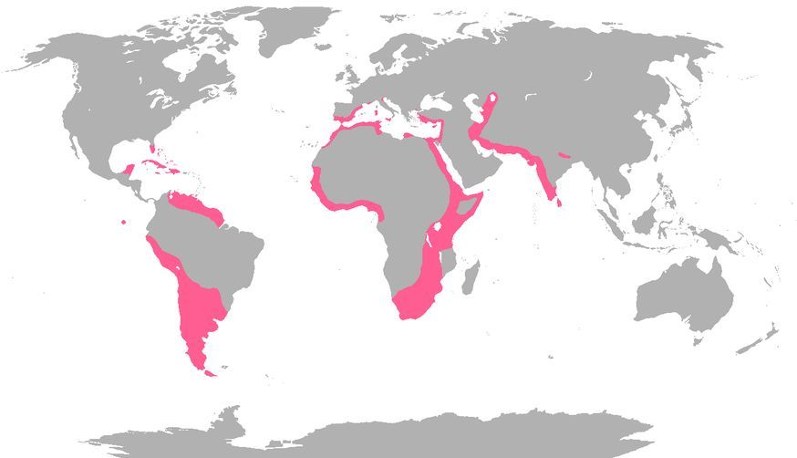 The Range of Flamingos