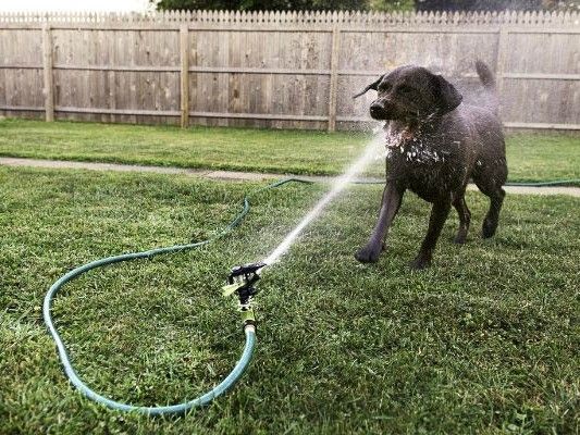 Just a Dog and His Sprinkler