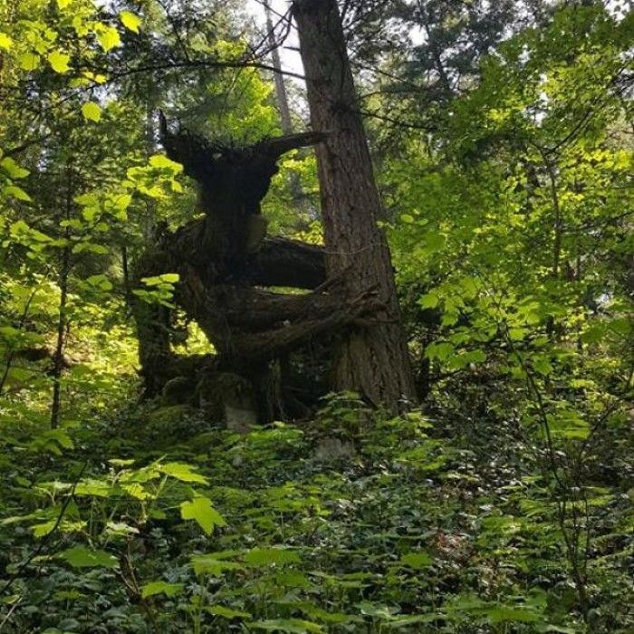 A Terrifying Tree Demon