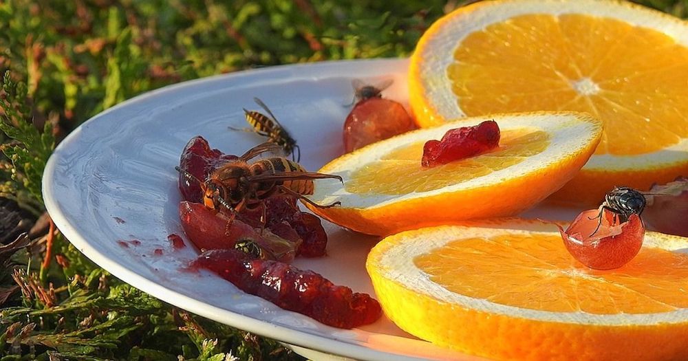 Got Fruit Flies? Vinegar Will Fix That